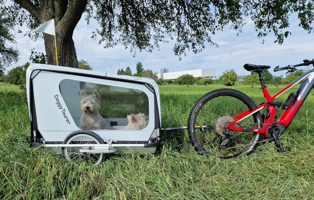 DoggyTourer_X_boomer